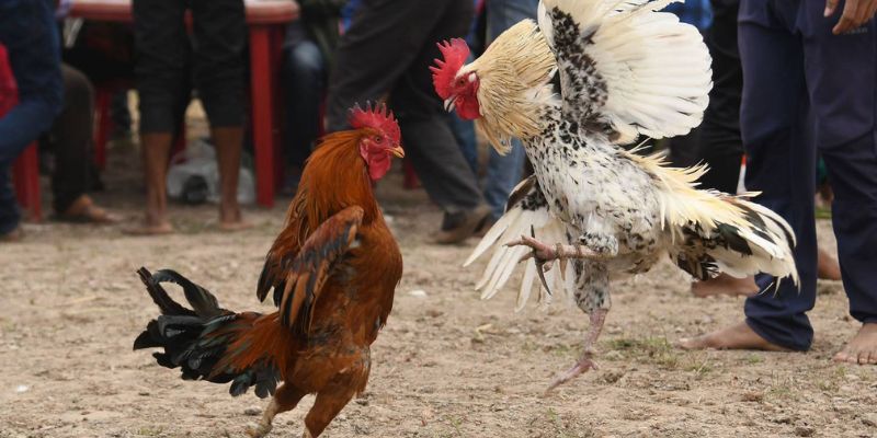 Chia sẻ kinh nghiệm chơi đá gà hàng xáo từ cao thủ