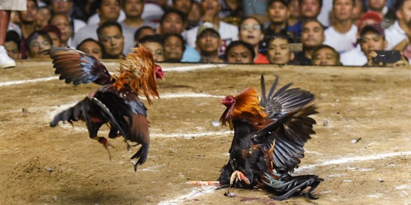 Đá gà cựa dao là gì? Phân biệt giữa các hình thức đá gà phổ biến 