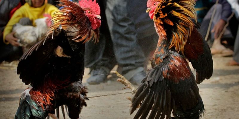 Gà đá thường sẽ được trang bị thêm cho mình một vật cựa rất sắc nhọn