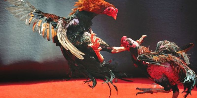 Bí kíp chọn gà dép đá hay nhất