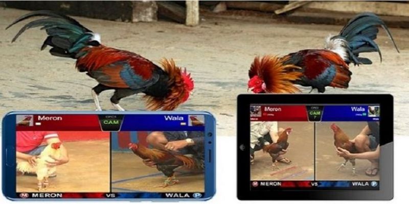 Game đá gà mạng diễn ra các cuộc chiến nảy lửa 