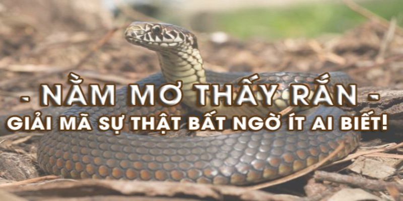 Rắn là một loài bò sát không chân, lớp da trơn láng
