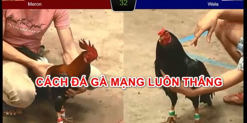 Điểm qua các cách đá gà mạng luôn thắng cùng Go88