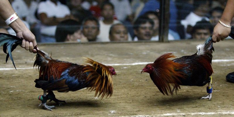 Những màn hạ cánh cực hung hăng của các chiến kê