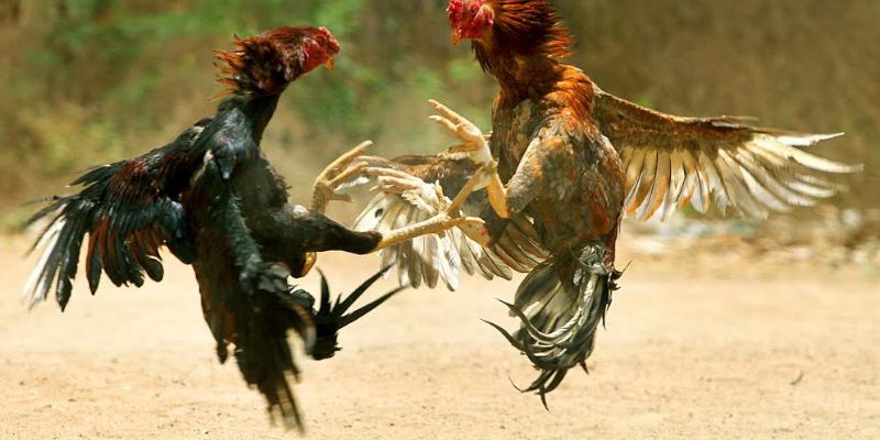 Gà chọi chân vàng đá tốt không?