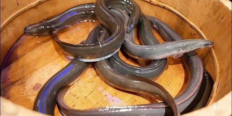 Chiêm bao thấy người lạ bắt lươn