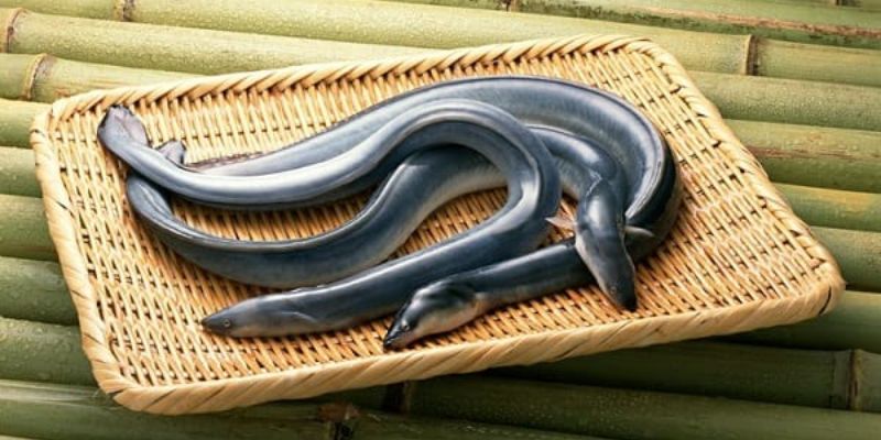 Chiêm bao thấy bắt lươn nên đánh con số lô đề gì trúng lớn?