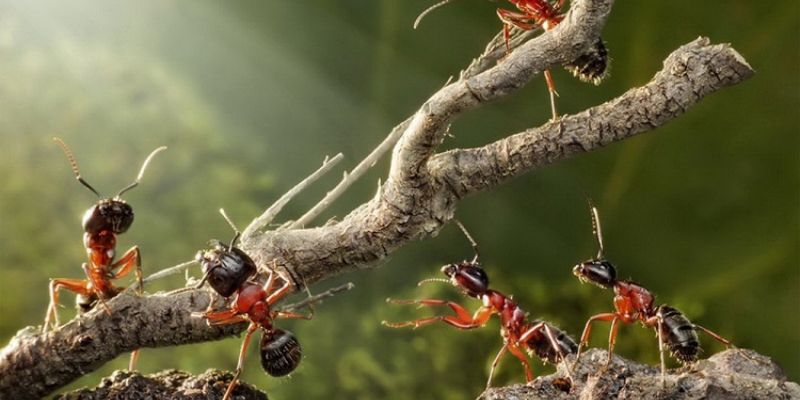 Nằm mơ thấy đàn kiến bò trên nấm