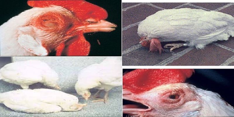 Gumboro - Bệnh gây suy giảm miễn dịch ở gà chọi