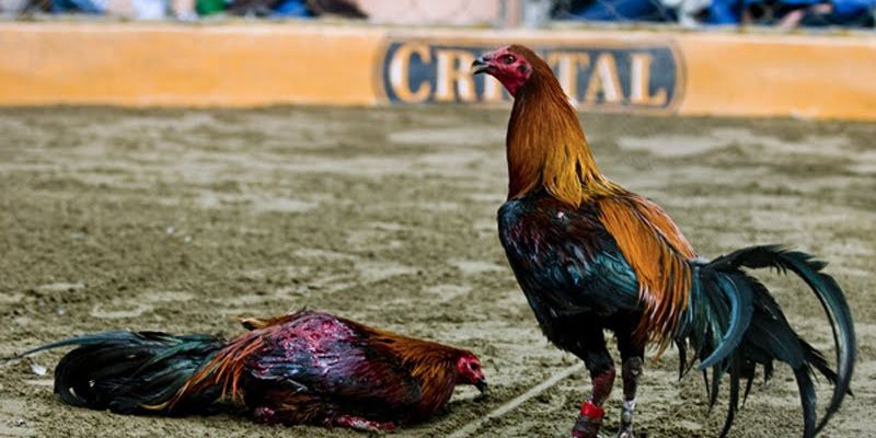 Cần có sự kỹ lưỡng trong khâu chọn gà giống