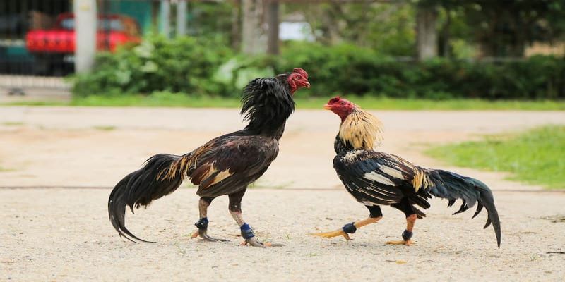 Tìm hiểu sơ lược về đá gà dao