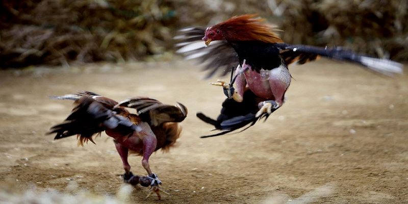 Giới thiệu luật chơi đá gà dao