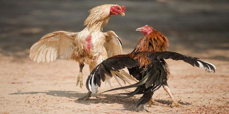 Ưu điểm của hình thức chơi gà dao