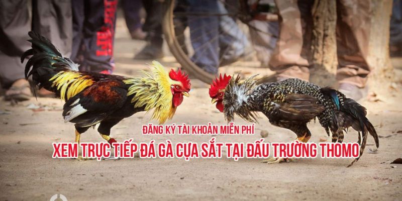 Chỉ cần kết nối Internet là có thể xem đá gà trực tuyến miễn phí