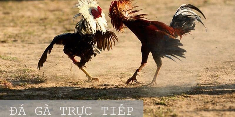 Giới thiệu về các trận đá gà trực tuyến