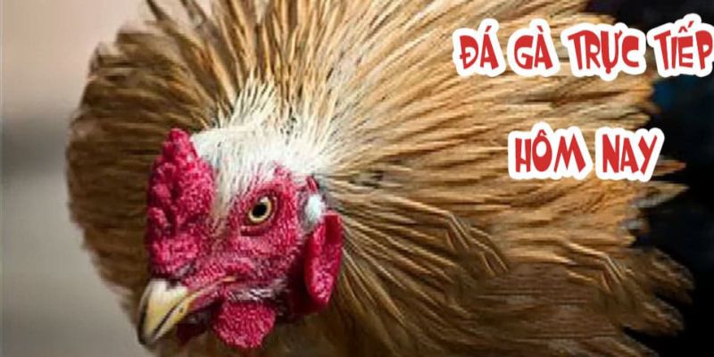 Thông tin về luật chơi của đá gà trực tuyến