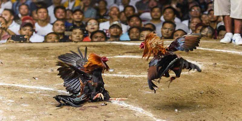 Giới thiệu về đá gà Campuchia hiện nay
