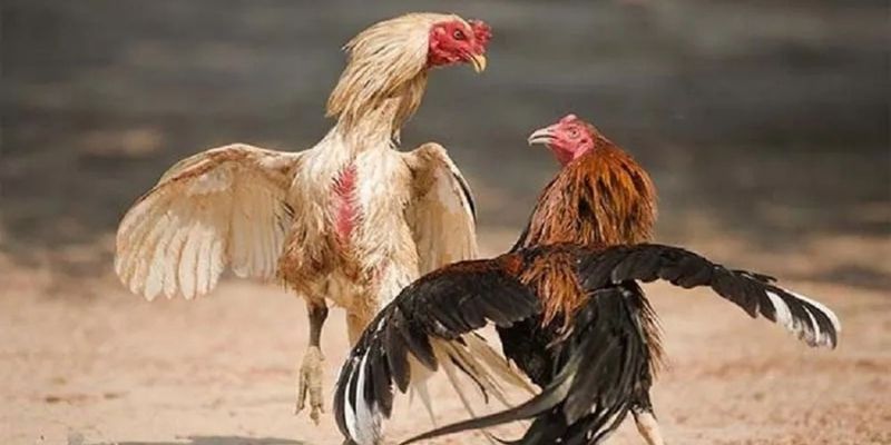 Kỹ năng cược đá gà online ăn 5 lai