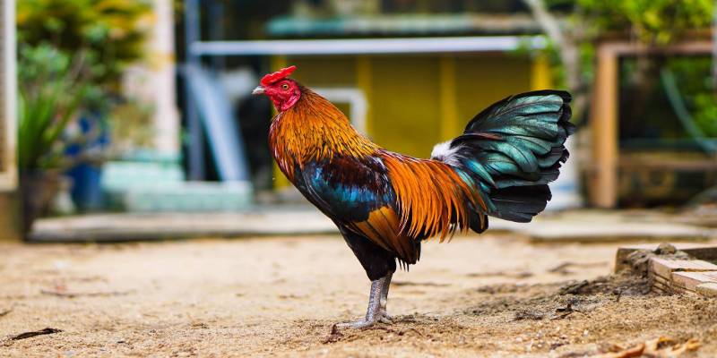 Tổng quan về kỹ thuật nuôi gà đá cựa sắt mạnh
