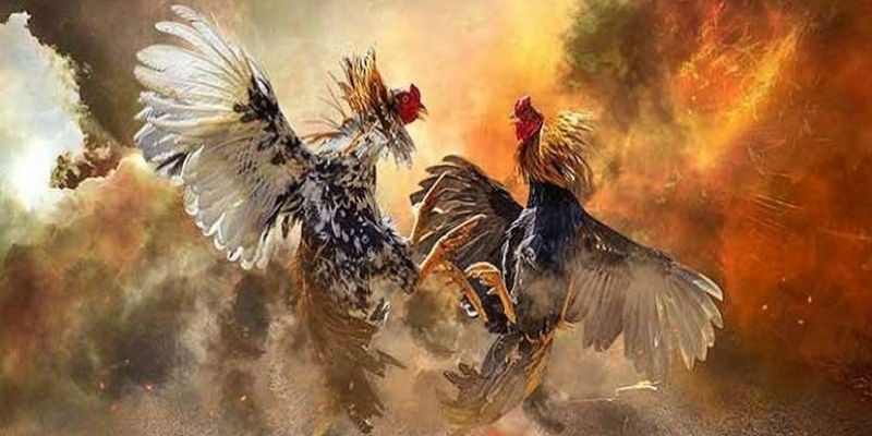 Tìm hiểu đá gà online ăn 5 lai là sao 